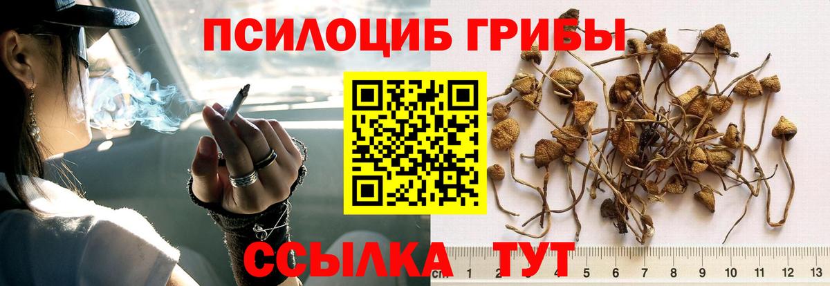 Галлюциногенные грибы GOLDEN TEACHER Отрадный